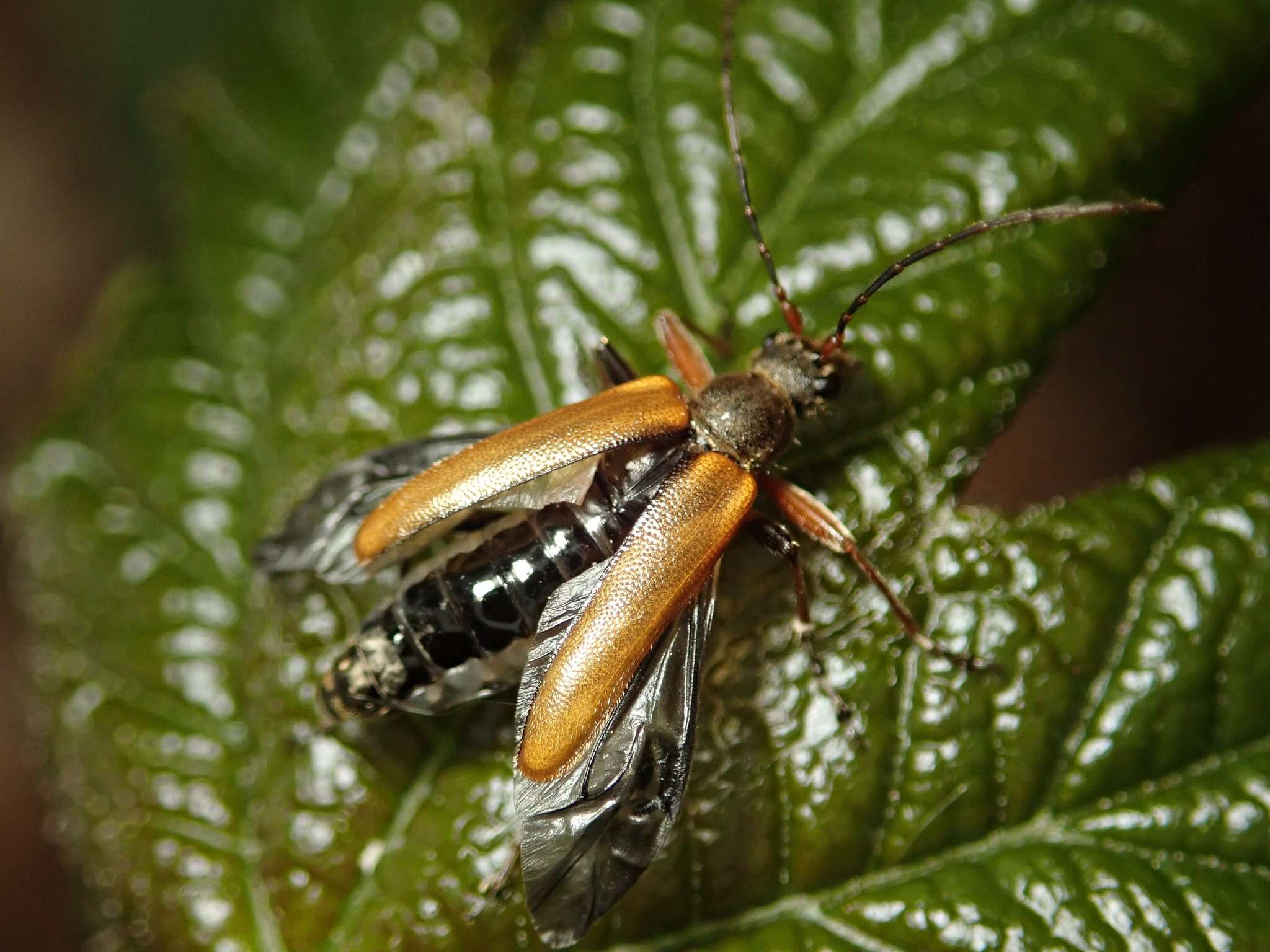 Image of Cortodera humeralis (Schaller 1783)