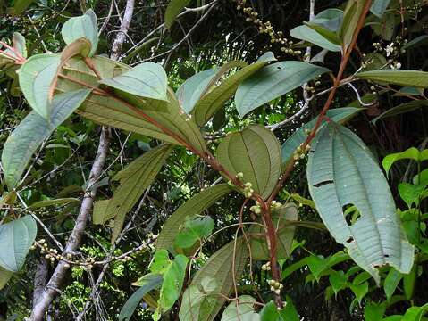 Image of Henriettea succosa (Aubl.) DC.