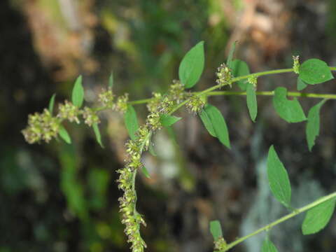 Image of autumn goldenrod