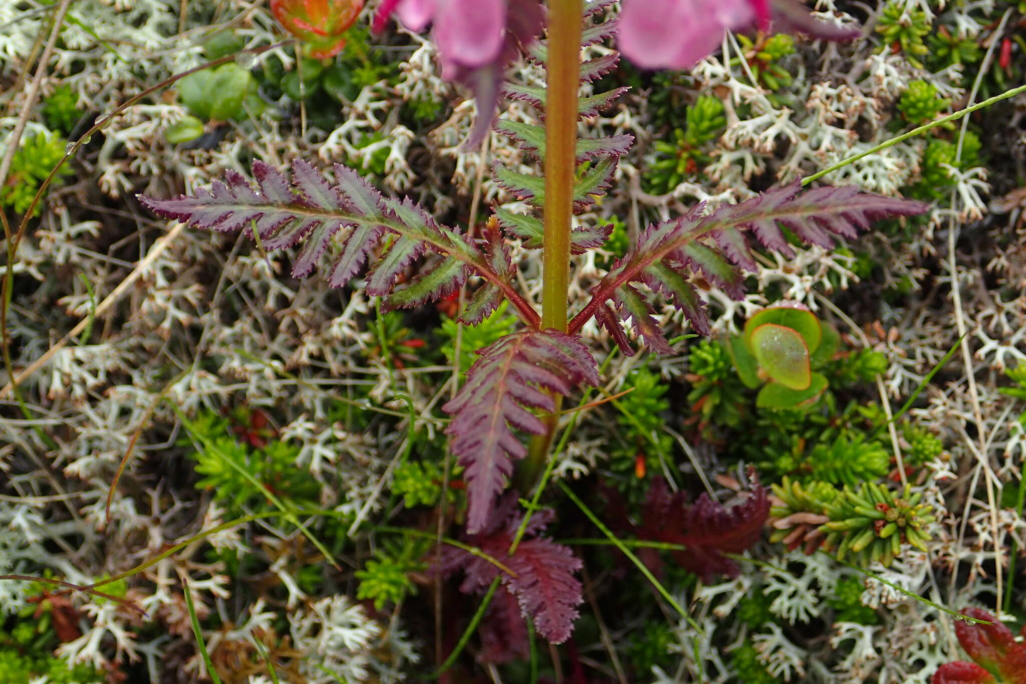 Слика од Pedicularis chamissonis Stev.