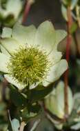 Image de Leucadendron roodii Bolus