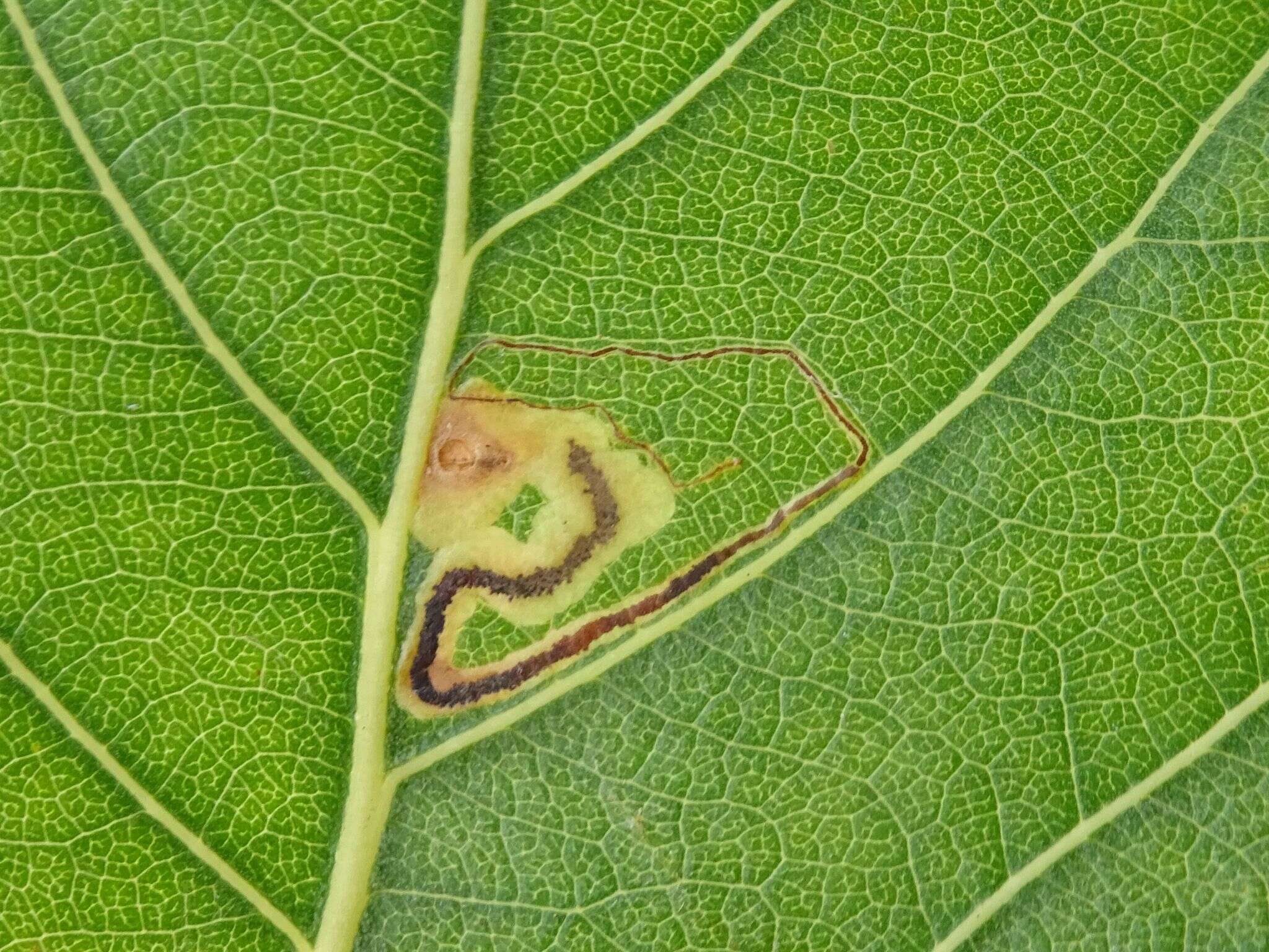 Image of Stigmella trimaculella (Haworth 1828) Fletcher et al. 1945