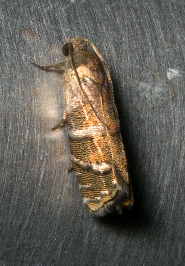 Image of Eastern Pine Seedworm Moth