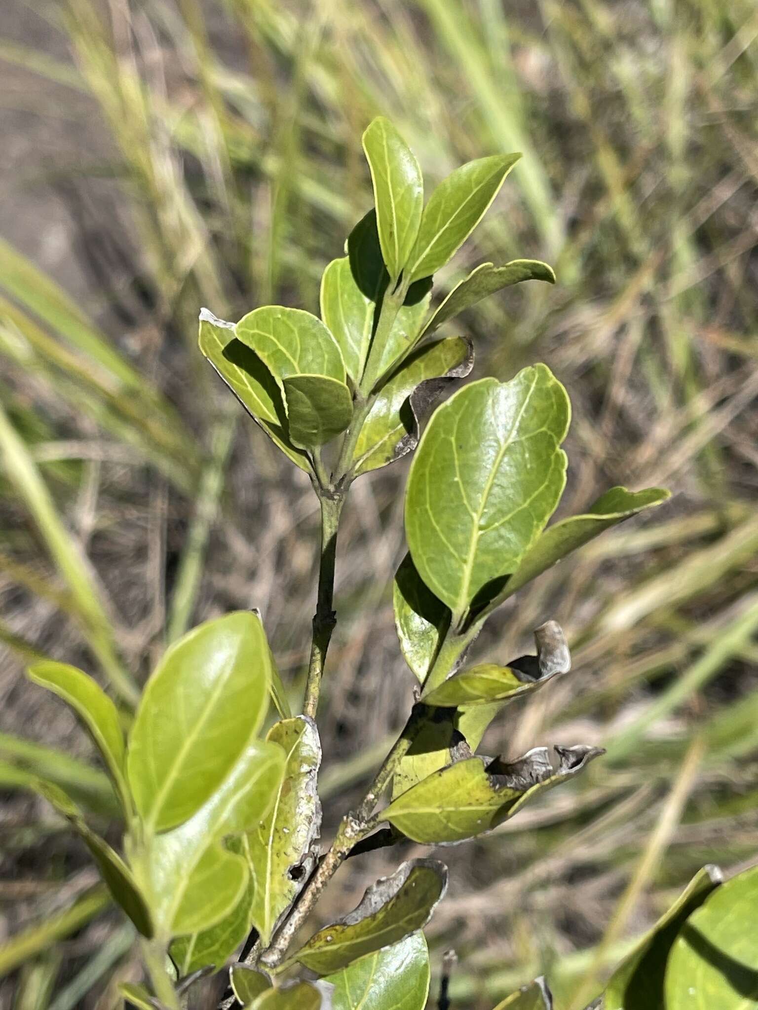 صورة Psydrax obovata subsp. elliptica Bridson