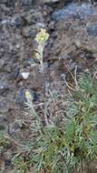 Image of Alpine Wormwood