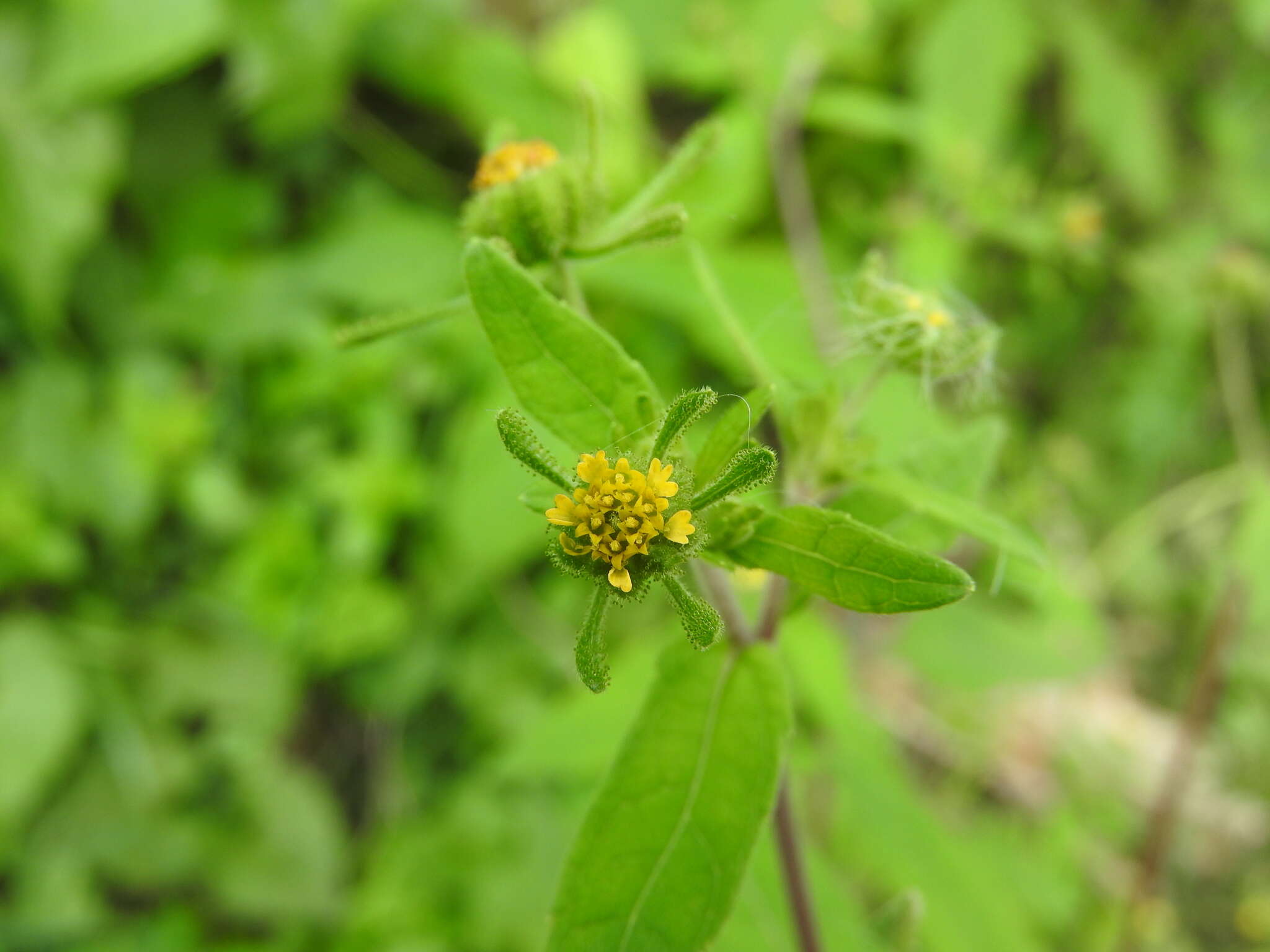 Image of common St. Paul's wort