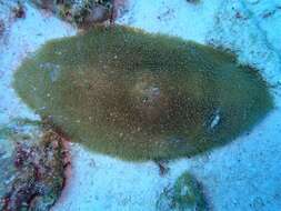 Image of Feather Coral