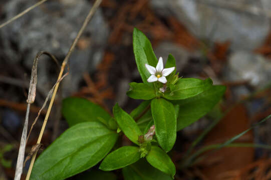 Image of prairie pinkroot