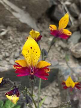 Image of Schizanthus coccineus (Phil.) J. M. Watson