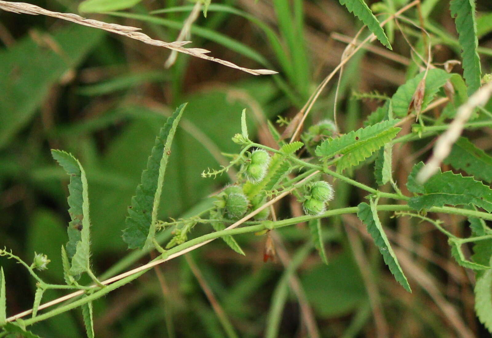 صورة Tragia urticifolia Michx.