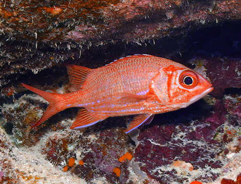 赤鰭棘鱗魚的圖片