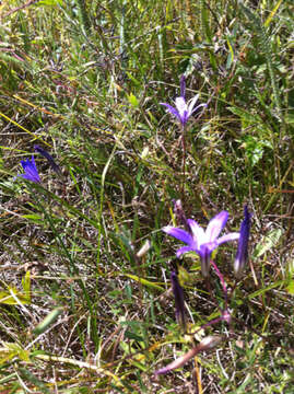 Image of crown brodiaea