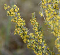 Image of Pimelea spinescens subsp. pubiflora B. L. Rye