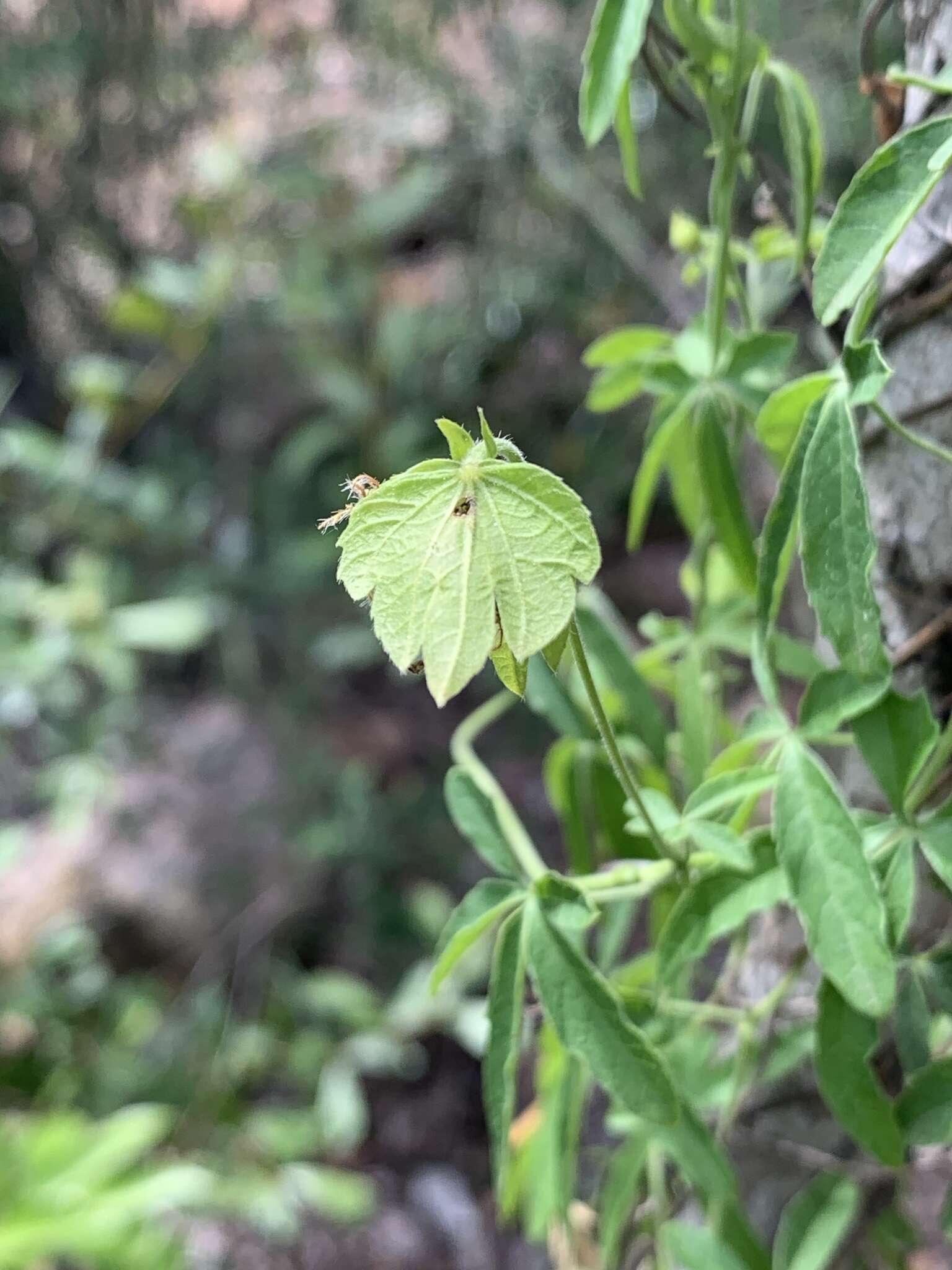 Image of Dalechampia galpinii Pax