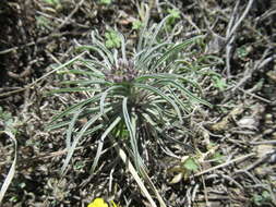 Image of Erysimum flavum (Georgi) Bobrov