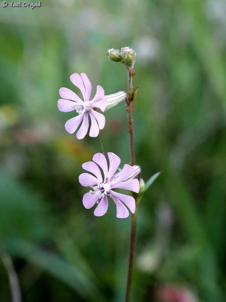 Image of Silene colorata Poir.