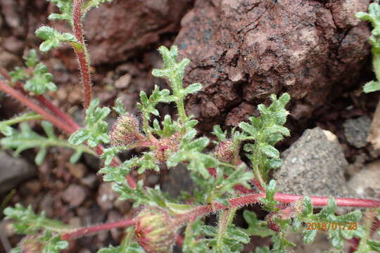 Image de Afroaster erucifolius (Thell.) J. C. Manning & Goldblatt