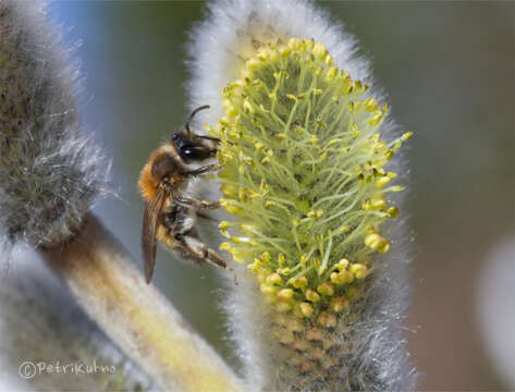 Andrena praecox (Scopoli 1763) resmi