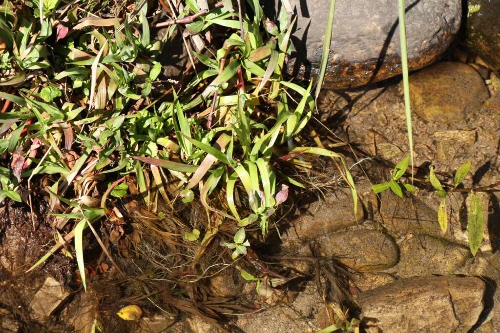 Image of Juncus lomatophyllus Spreng.