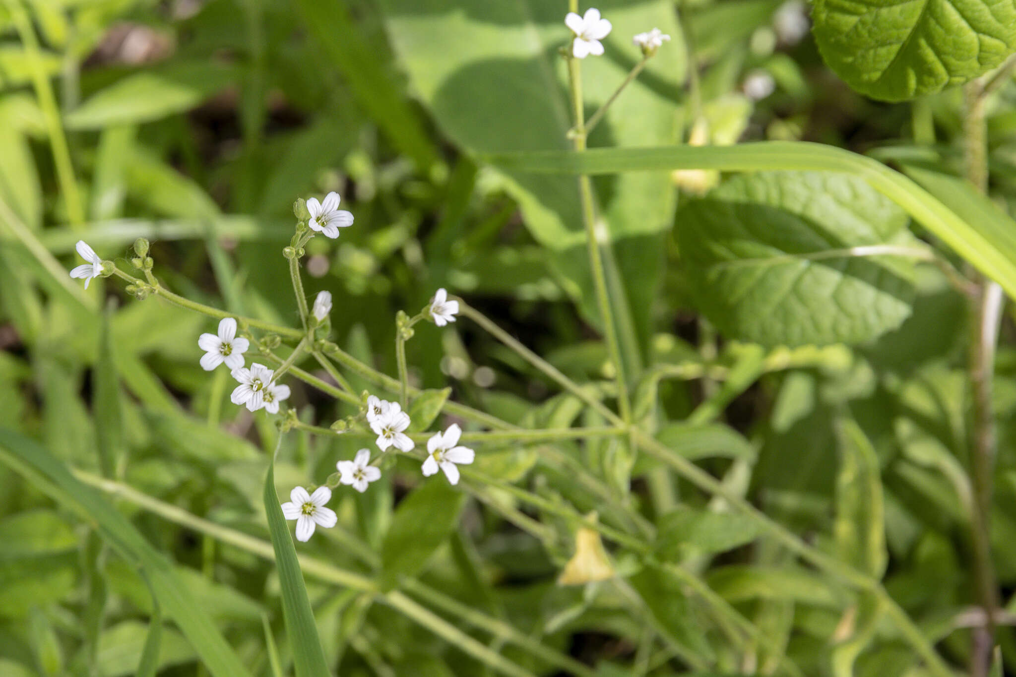 Plancia ëd Cerastium pauciflorum Stev. ex Ser.