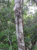 Image of Florida poisontree