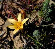 Image of Romulea montana Schltr. ex Bég.