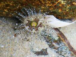 Image de Aulactinia verrucosa (Pennant 1777)