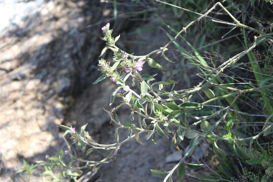 Image of Justicia furcata (Nees) Jacq.