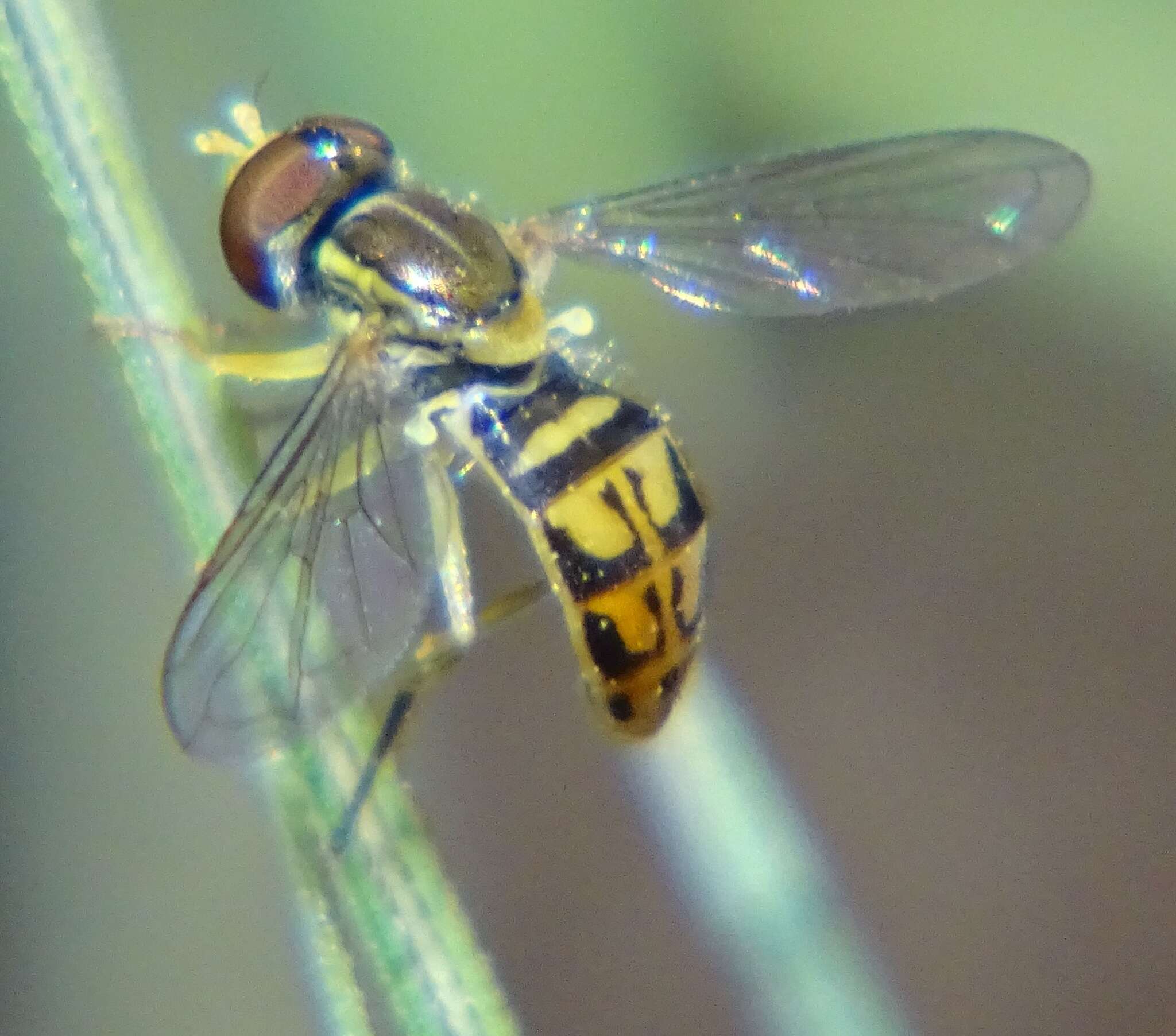 Image of Syrphid fly