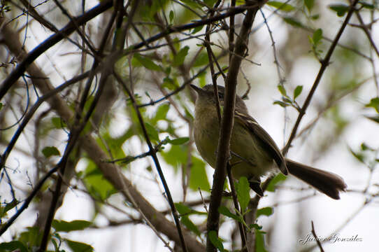 Phylloscartes ventralis (Temminck 1824)的圖片