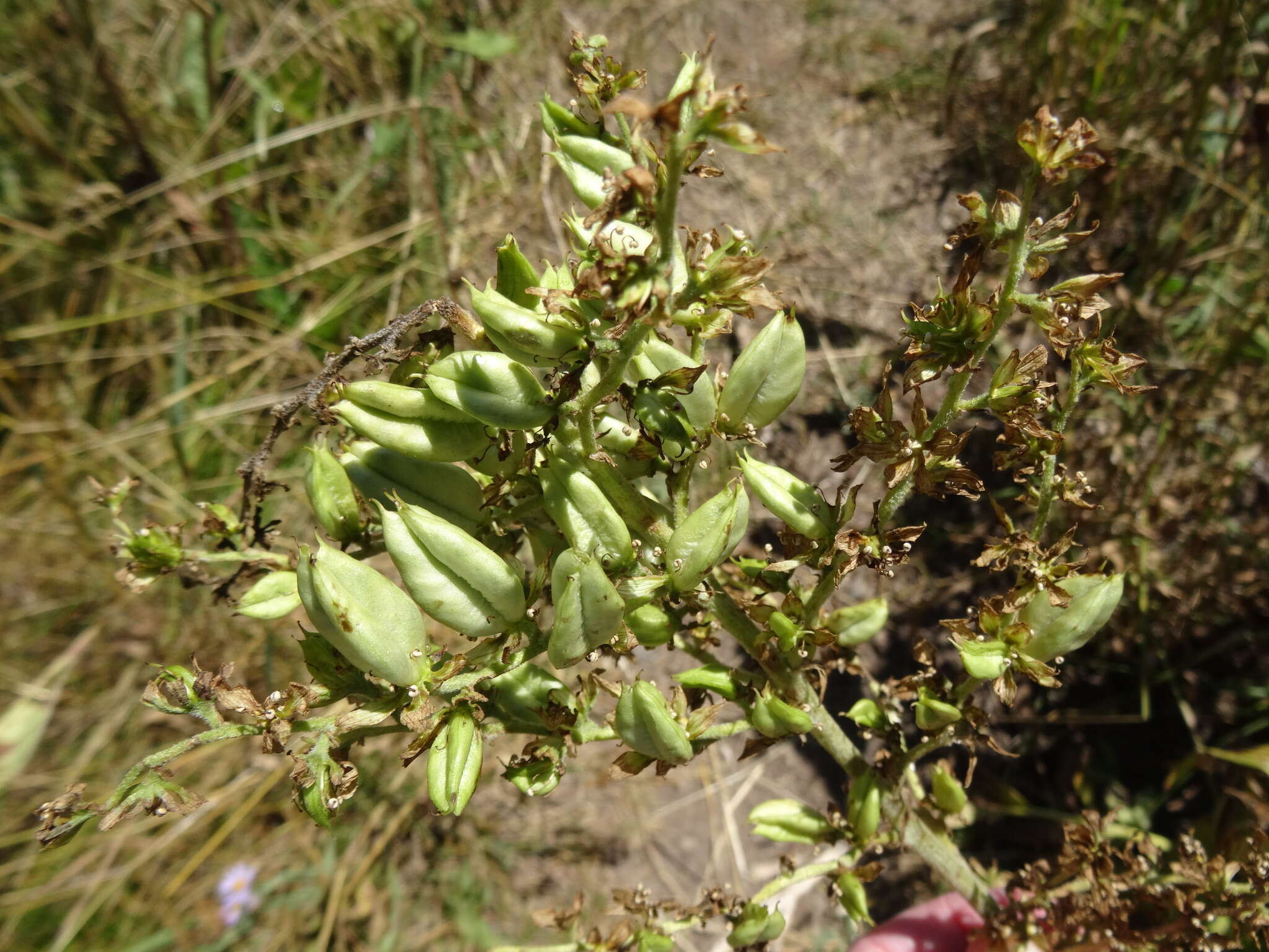 صورة Veratrum californicum Durand