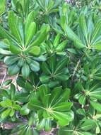 Image de Pittosporum tobira (Murray) Aiton fil.