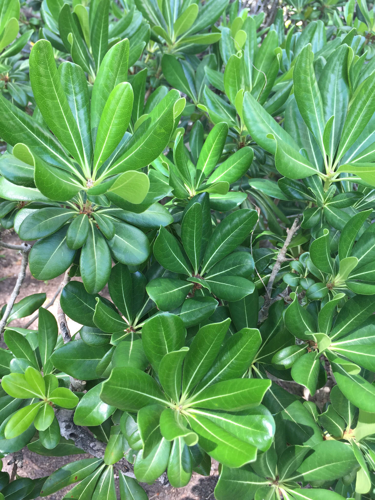 Image de Pittosporum tobira (Murray) Aiton fil.