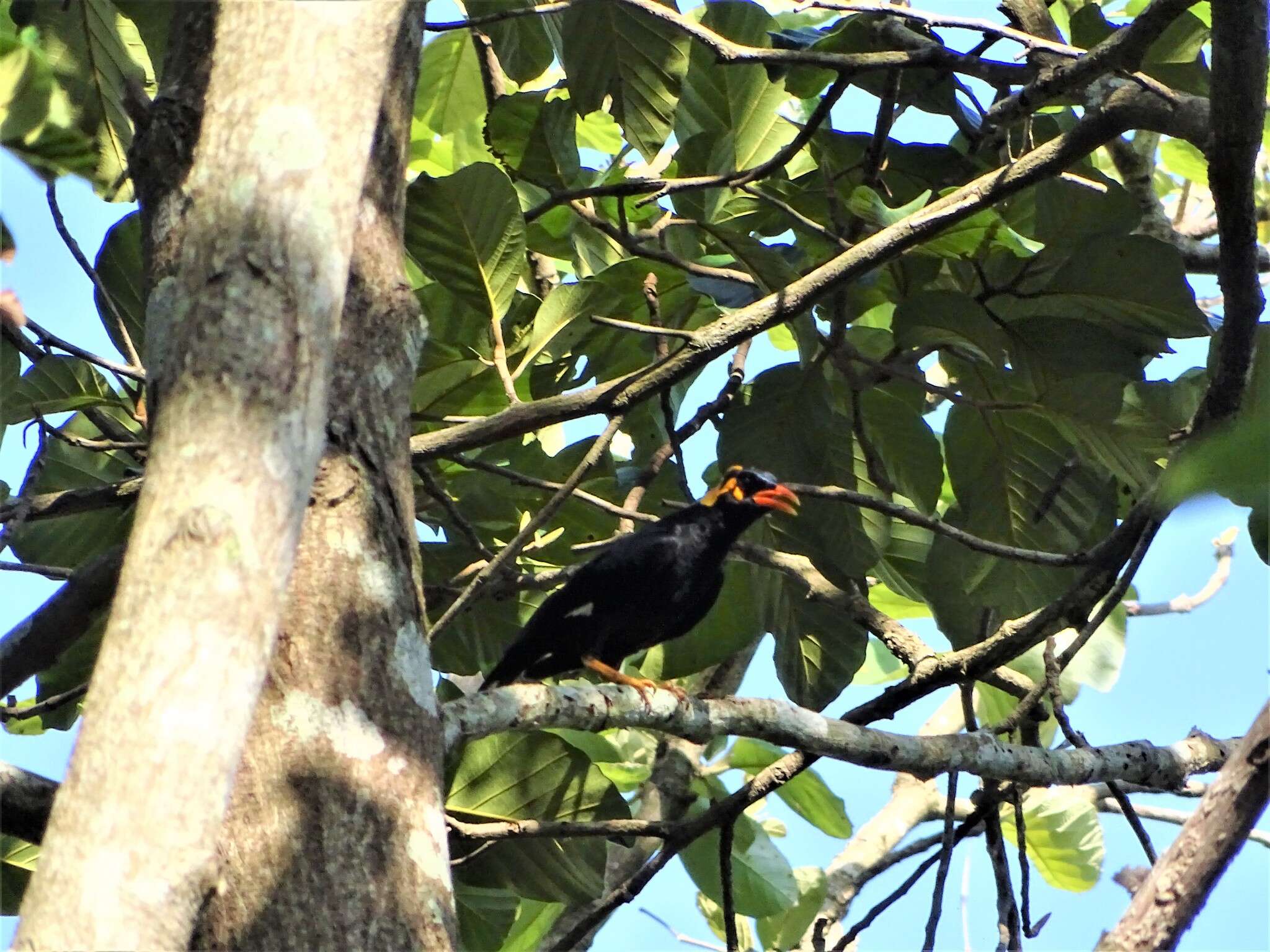 Image of Southern Hill Myna