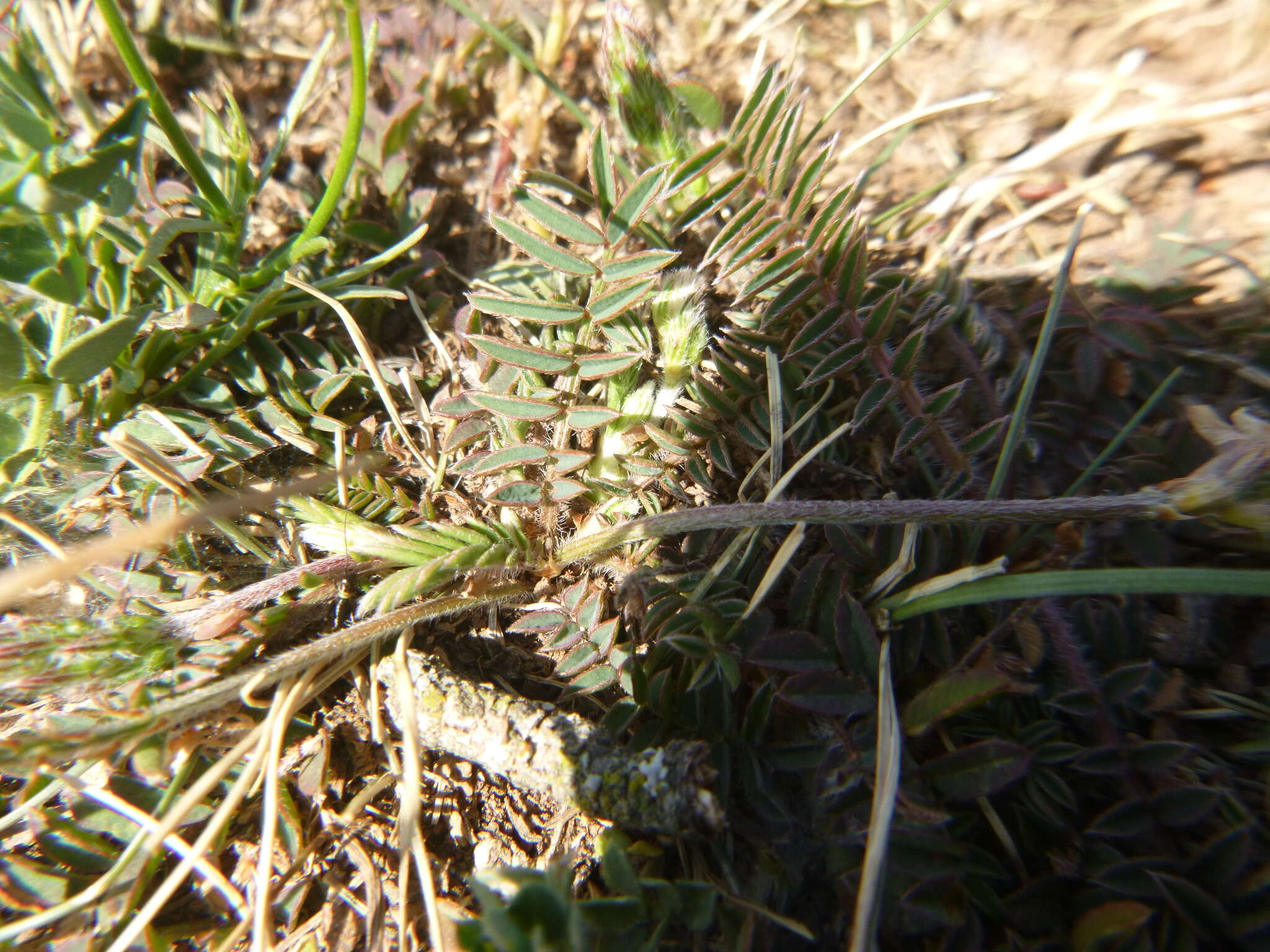 Image of Onobrychis conferta subsp. hispanica (Sirj.) Guitt. & Kerguelen