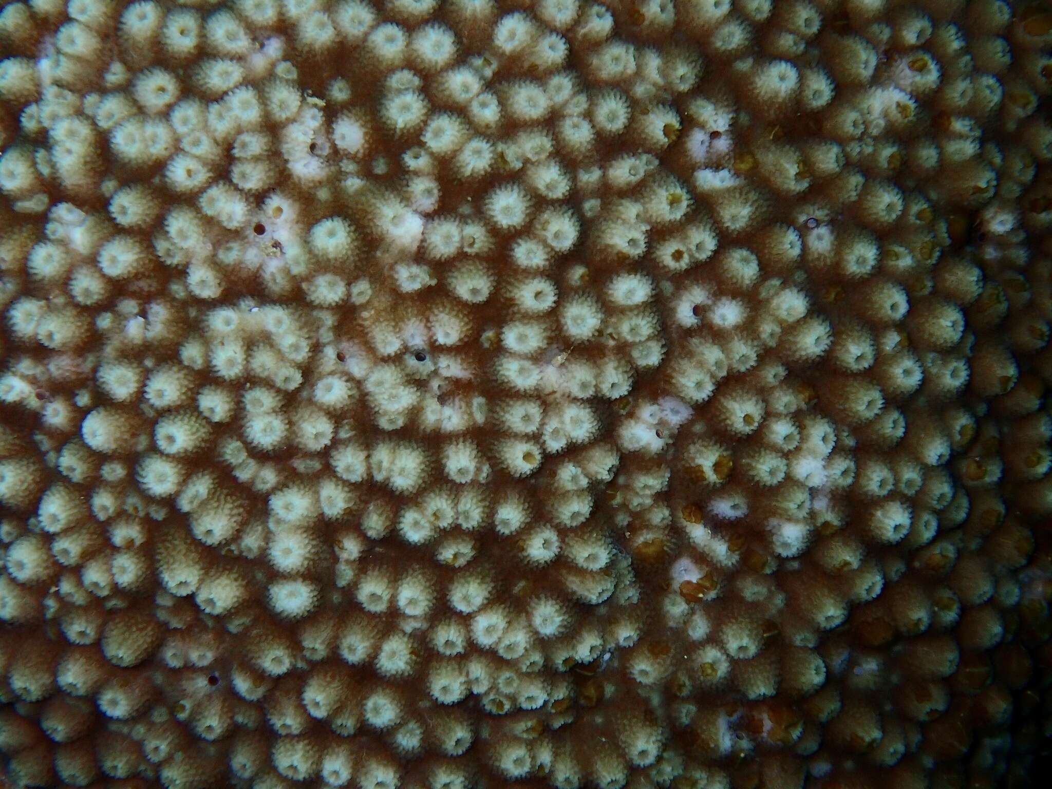 Image of Starflower coral