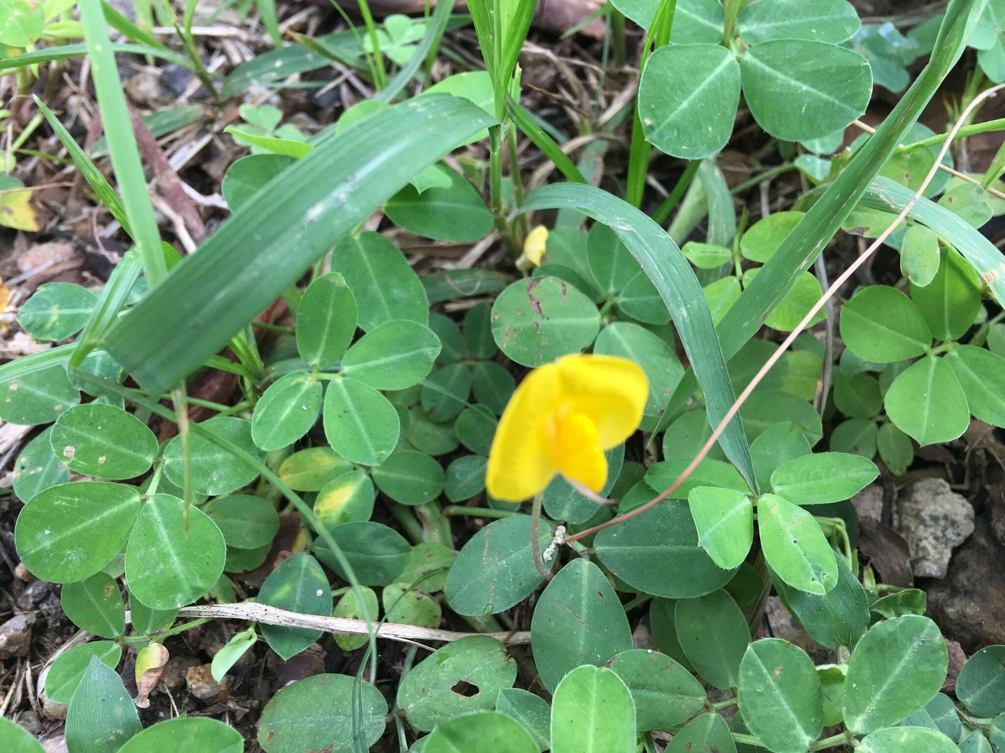 Слика од Arachis duranensis Krapov. & W. C. Greg.