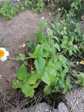 Imagem de Tridax tenuifolia J. N. Rose