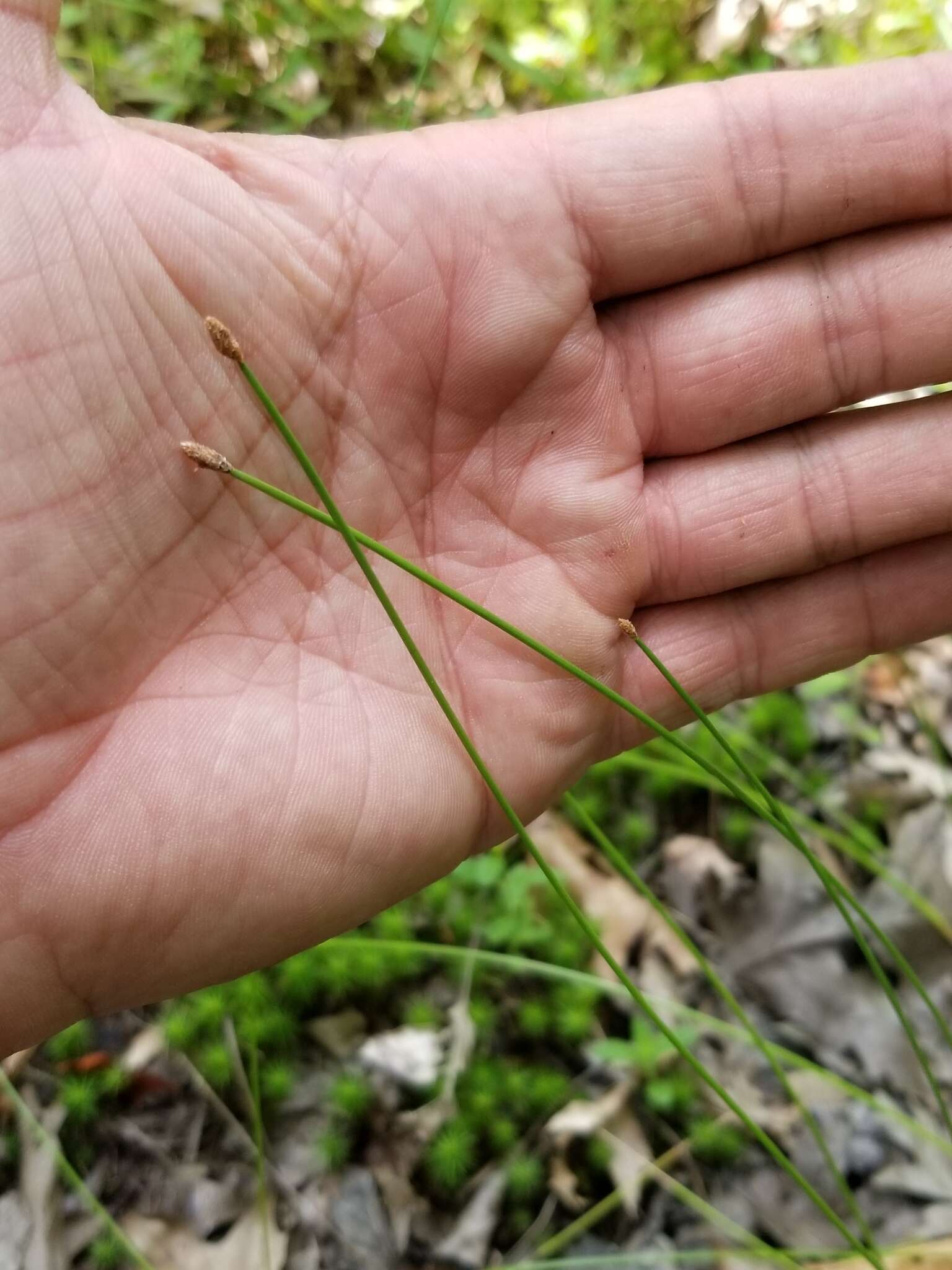 Plancia ëd Eleocharis tricostata Torr.