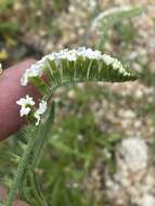 Image of Common veld heliotrope