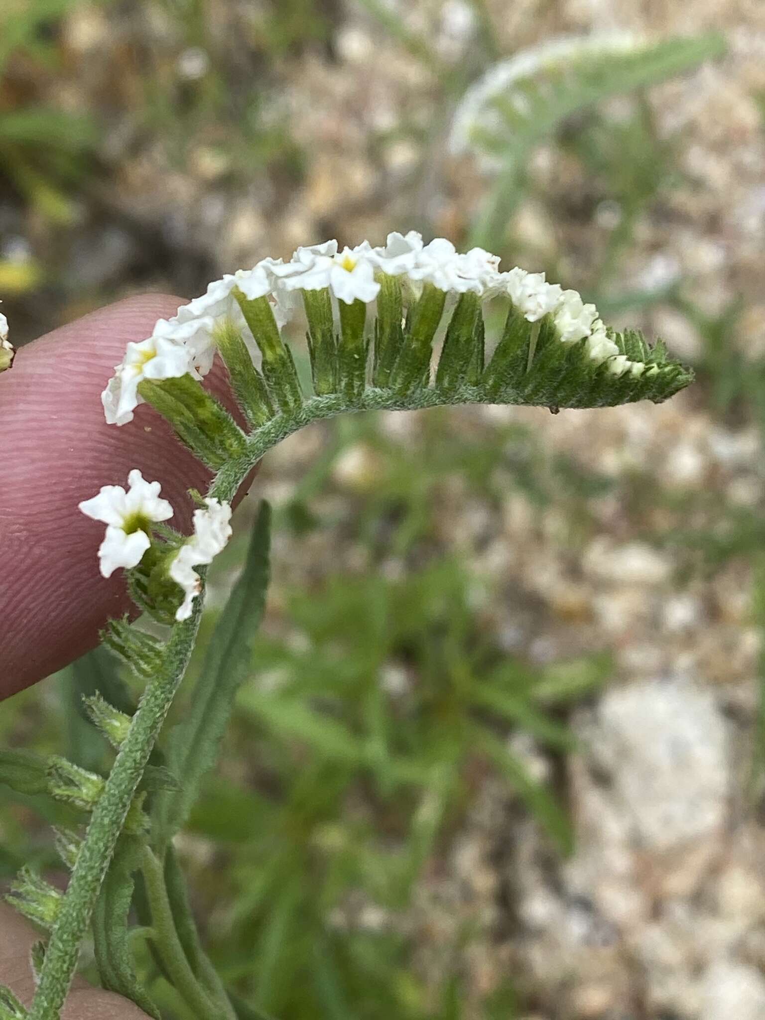 Image of Common veld heliotrope