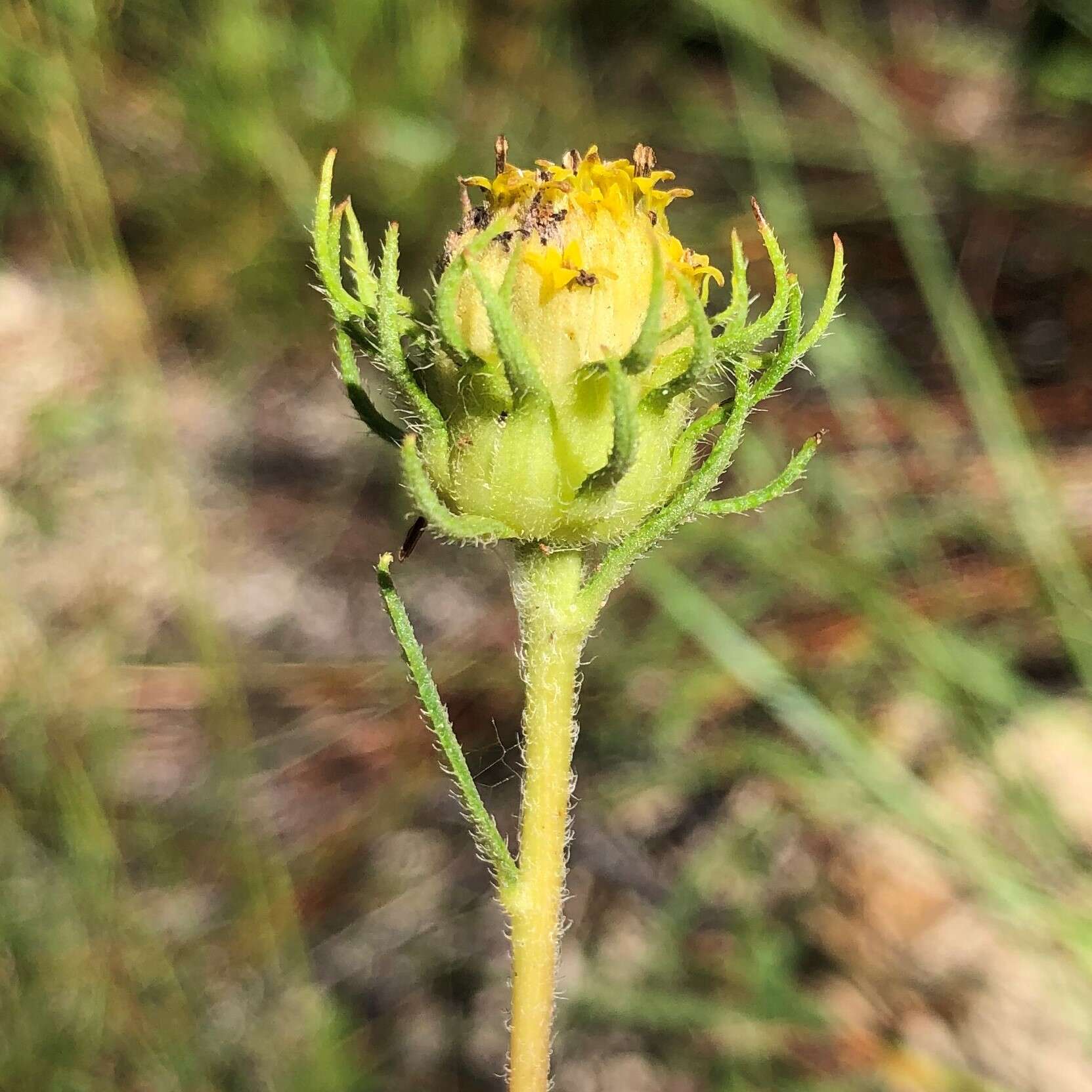 Imagem de Phoebanthus grandiflora (Torr. & A. Gray) Blake