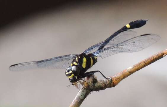 صورة Gomphidictinus Fraser 1942