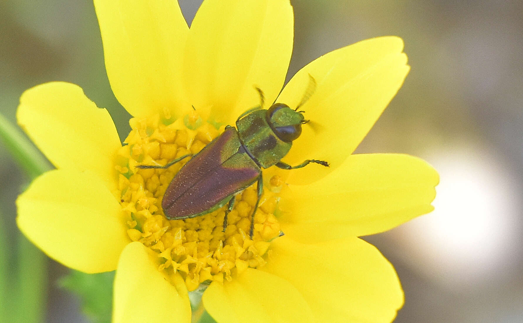 Image of Anthaxia passerinii (Pecchioli 1837)