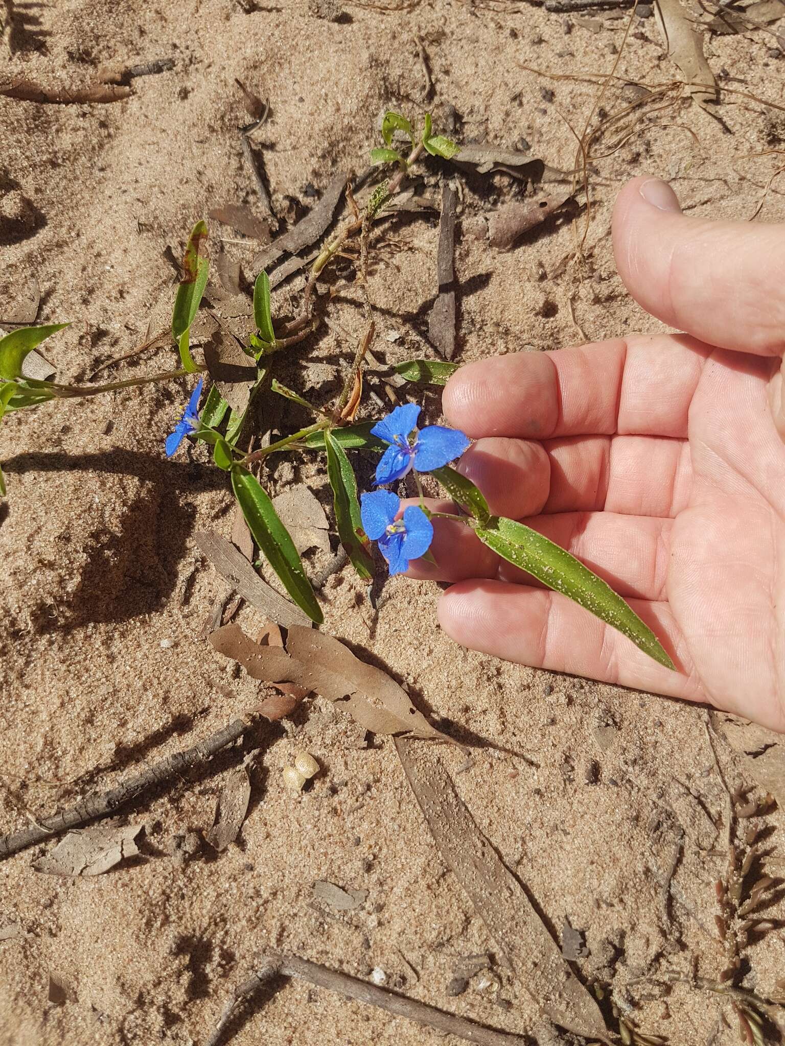 Commelina lanceolata R. Br.的圖片