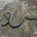 Image of Drummond-Hay's Earth Snake