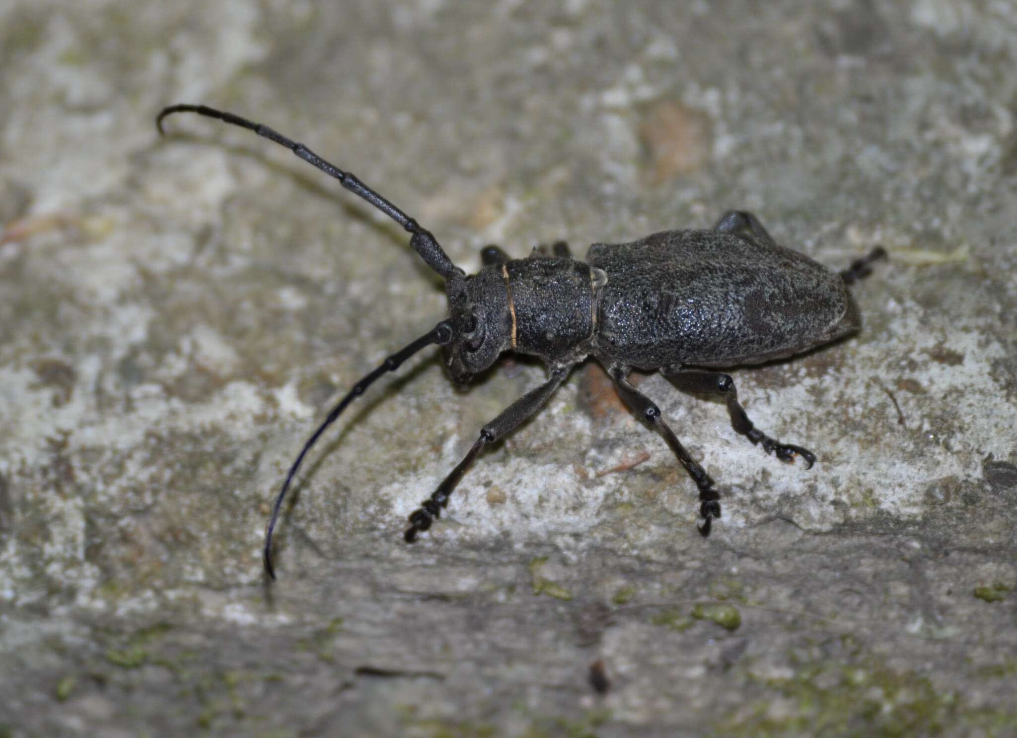 Image of Morimus verecundus (Faldermann 1836)