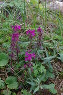 Imagem de Pedicularis verticillata L.