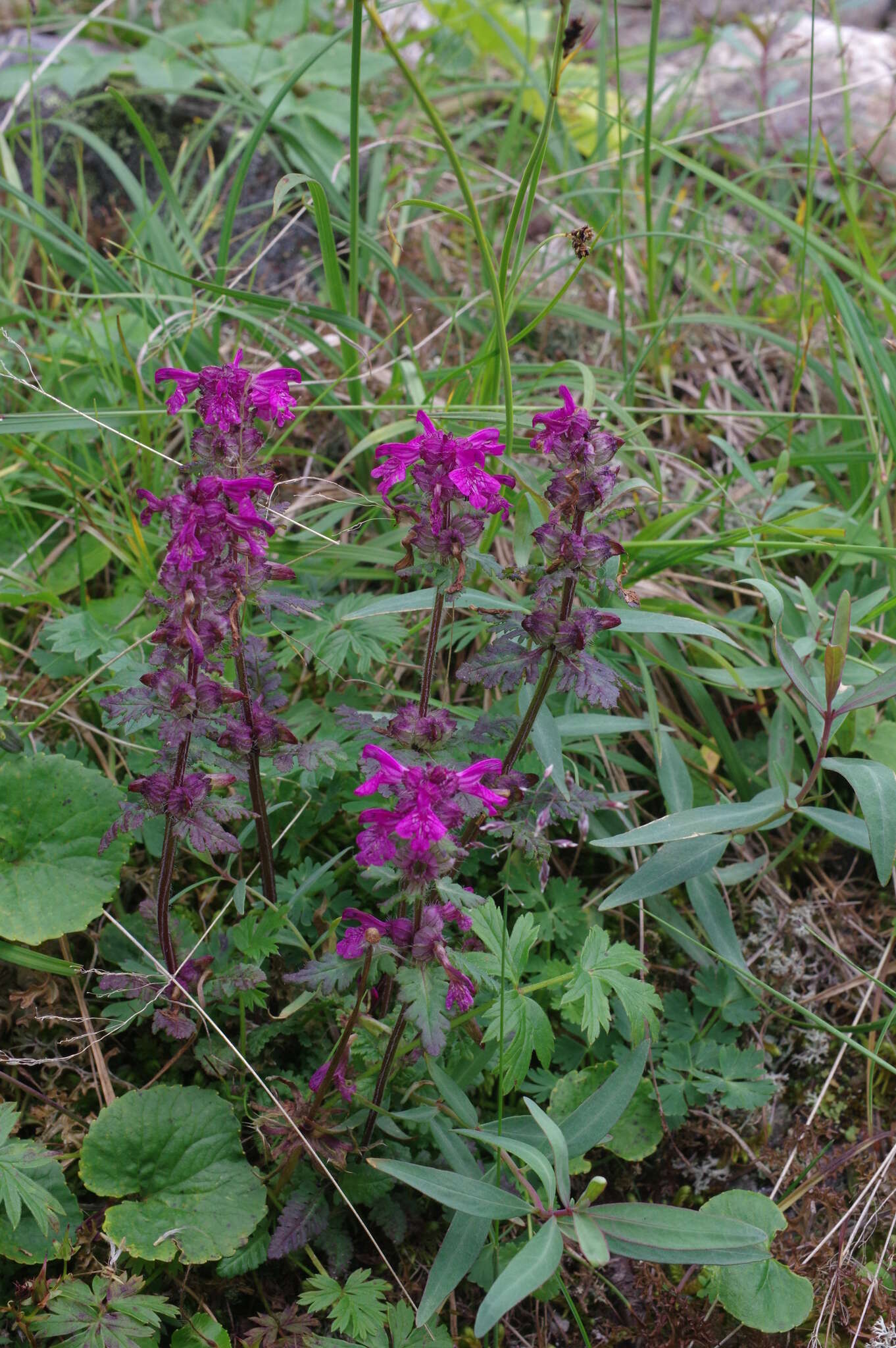 Imagem de Pedicularis verticillata L.