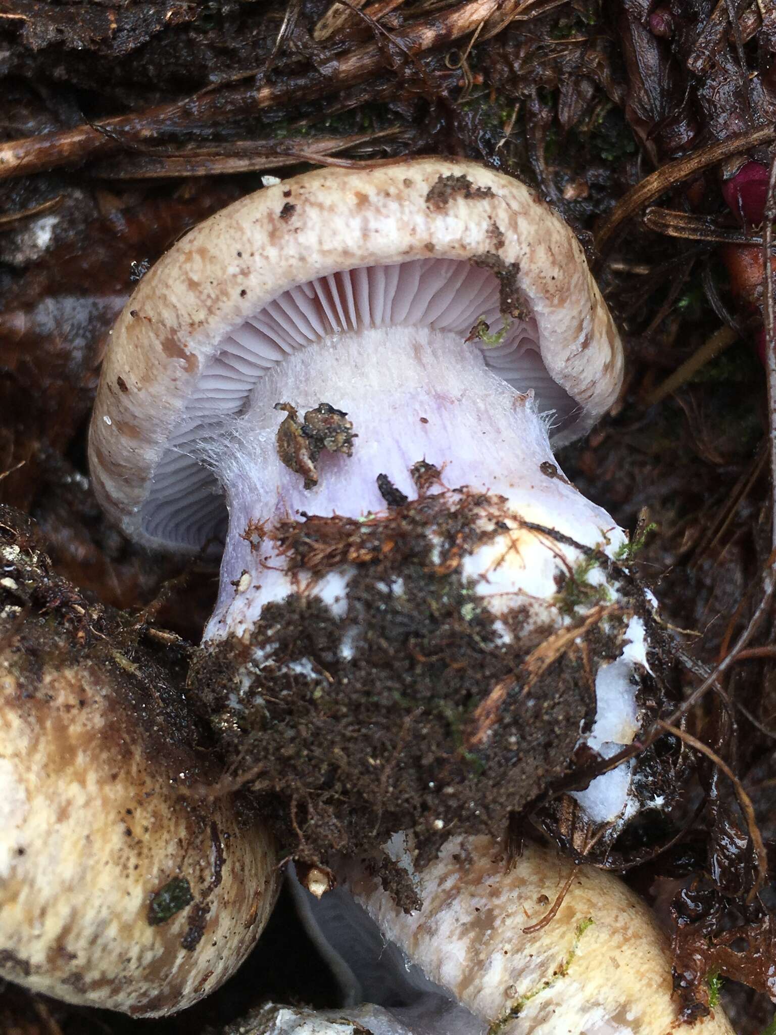 Image of Cortinarius subolivascens A. H. Sm. 1944